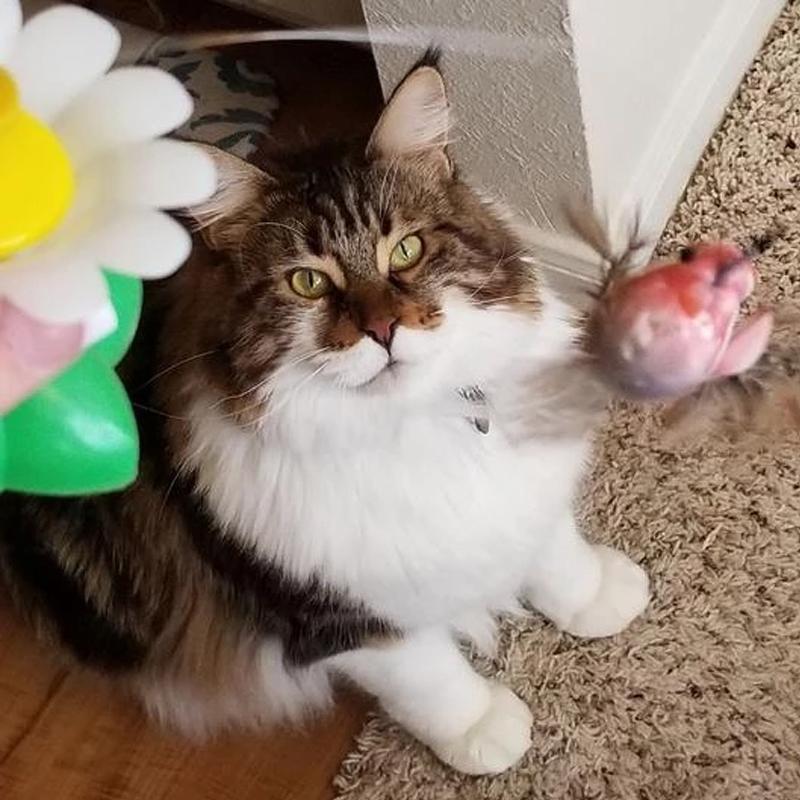 MeowJoy - Interaktives Vogelspielzeug für Katzen [Letzter Tag Rabatt]