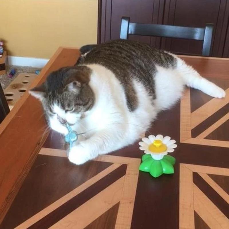 MeowJoy - Interaktives Vogelspielzeug für Katzen [Letzter Tag Rabatt]