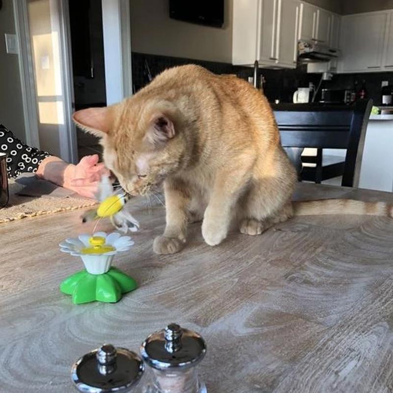 MeowJoy - Interaktives Vogelspielzeug für Katzen [Letzter Tag Rabatt]