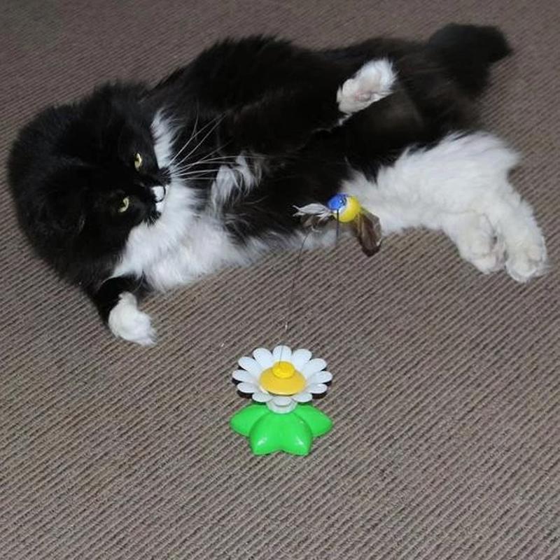 MeowJoy - Interaktives Vogelspielzeug für Katzen [Letzter Tag Rabatt]