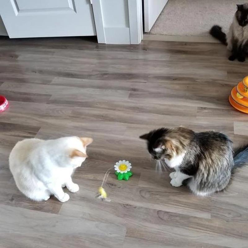 MeowJoy - Interaktives Vogelspielzeug für Katzen [Letzter Tag Rabatt]